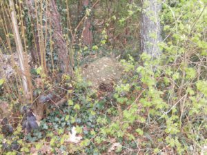 Grasschnitt direkt am Weg