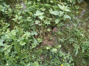 IMG_20150820_182328